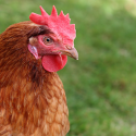 Thumbnail image for A beginners guide to keeping chickens (part 2)