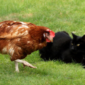 Thumbnail image for A beginners guide to keeping chickens (part 1)