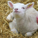 Thumbnail image for Spring Lambs and Sustainable Farming