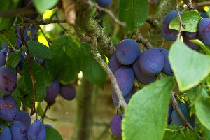 damsons on the tree