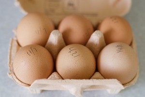 Eggs from our ex-battery chickens (note sophisticated stock control technique)
